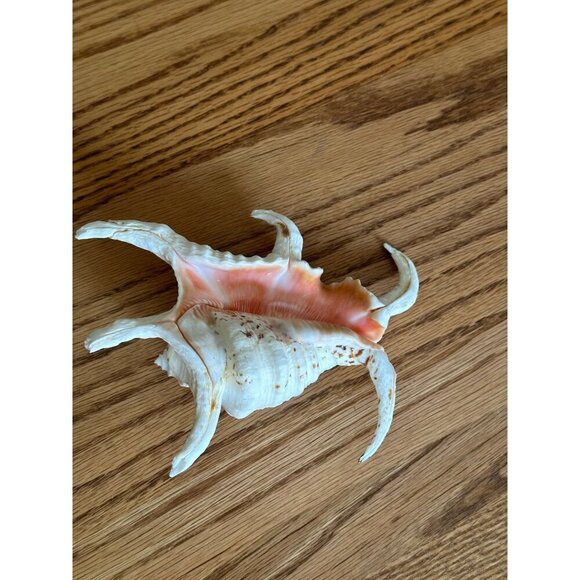 Large Spiny Murex Seashell - Natural Beach Decor 6" Decorative Spider Shell - Picture 7 of 11
